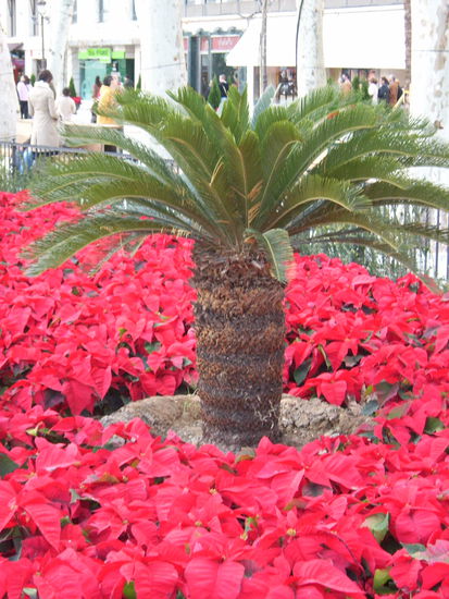 Wihnachtssterne (die hier uebrigens Osterblumen heissen ???) nebst Palme 