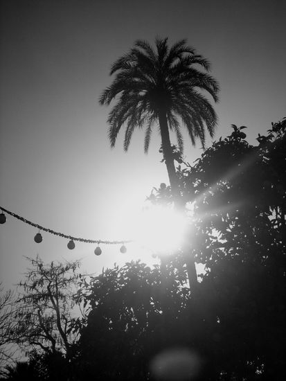 ein bisschen Palme fuer die Stimmung