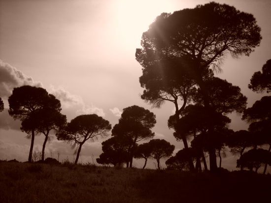 hat was von Afrika, oder?