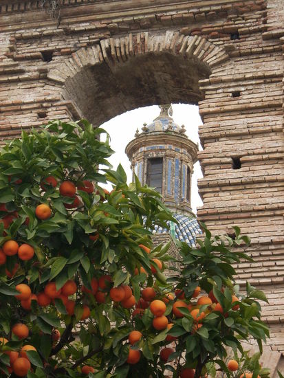 die Orangenbaeume sind immer wieder schoen und vermitteln ewigen Sommer