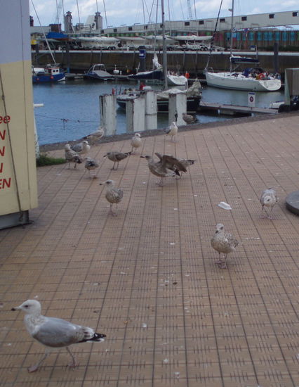 Wo es Wasser und Essen gibt können Möwen nicht weit sein...
