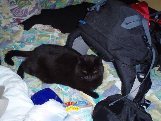 Max musste Rucksack packen für Thailand, glaub der Baghira wollte auch mitfliegen! *;o)