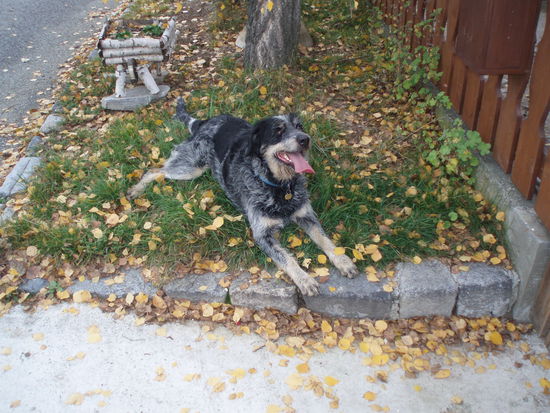 Conny hat sich auch gefreut das sie wen zum spazieren gehn und Ball spielen hat!