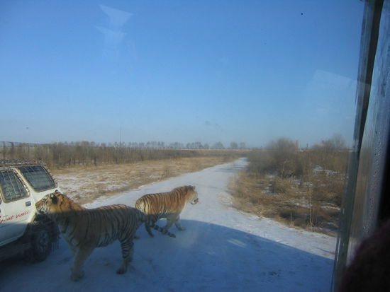 der hintere trägt gerade unser hühnchen weg!
der vordere schaut nach, ob noch mehr essbares im auto sitzt.