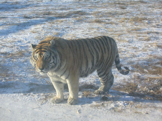 ach, der sieht doch eigentlich ganz zutraulich aus.