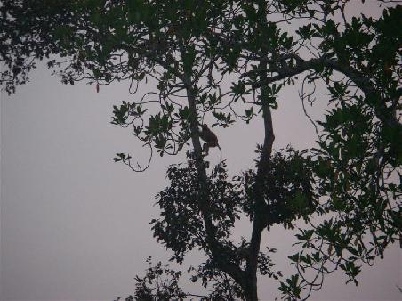 Wo ist der Affe?