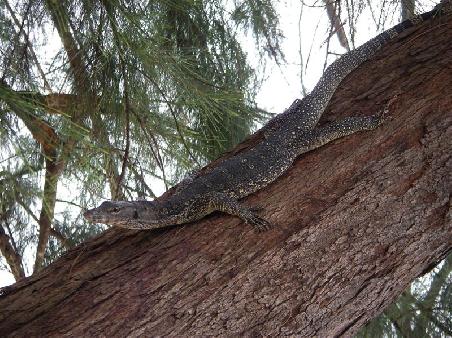 Besuch am Strand - 50 cm grosser Waran