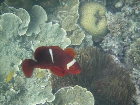 Nemo?