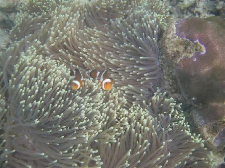 Nemo Familie