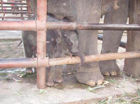 Elephantenbaby ca. 4 Tage alt