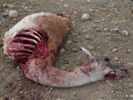 Festessen fuer Condor und andere Geier