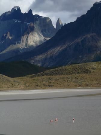 Torres del Paine mit Flamingos