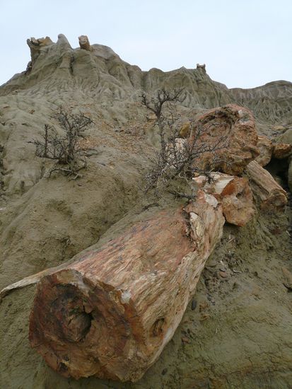 Versteinerter Baumstumpf (ca. 60 Mio. Jahre)