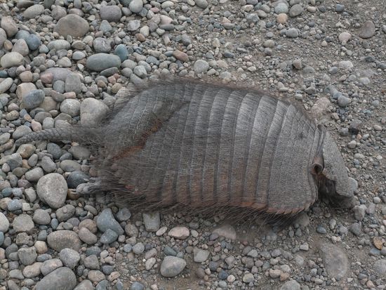 Guerteltier (schlaeft nur)