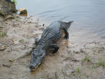 Hund, Katze, Aligator?