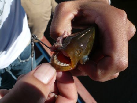 Piranhas frisch aus dem Teich