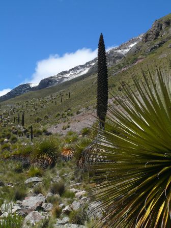 Puya Raimondi Pflanze