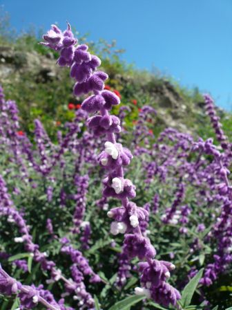 Wuschelige Blume