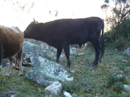 Dieser Stier hätte mich fast vergewaltigt als ich rücklings aus dem Zelt stieg