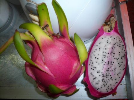 Dragon Fruit