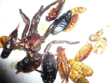Ich hab alles aufgegessen; am leckersten waren die schwarzen Kaefer und die Maden, aber auch die Spinne war angenehm suesslich und knusprig - ohne Witz jetzt!