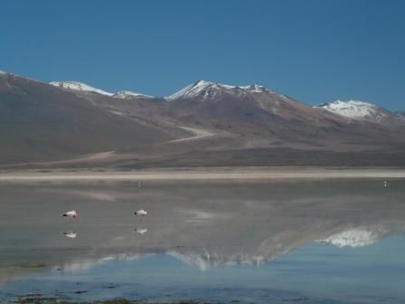 Laguna Blanca - mit 2 Flamingos