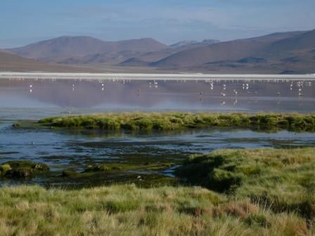 Laguna Colorada - mit vielen Flamingos
