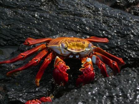 Lightfooted Crab