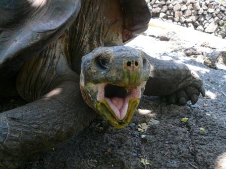 Riesenlandschildkröte auf Menschenjagd
