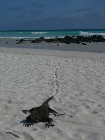 Iguana an einsamem weissem Badestrand
