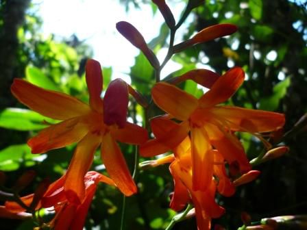 Orchideenzauber