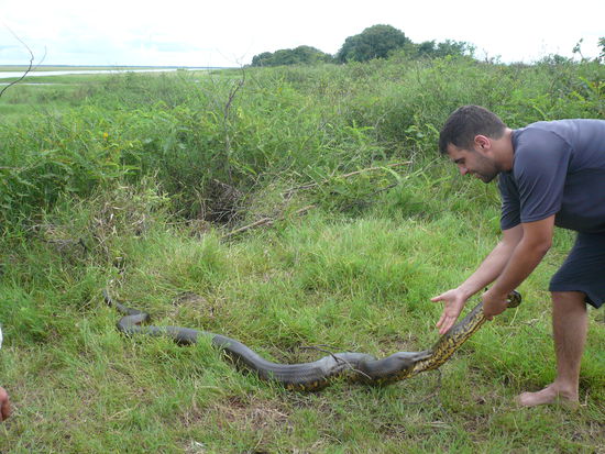 Anaconda aus dem Busch ziehen