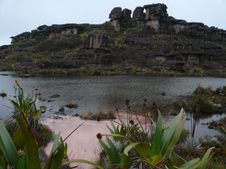 Wasser, Fels und Pflanzen auf dem Roraima