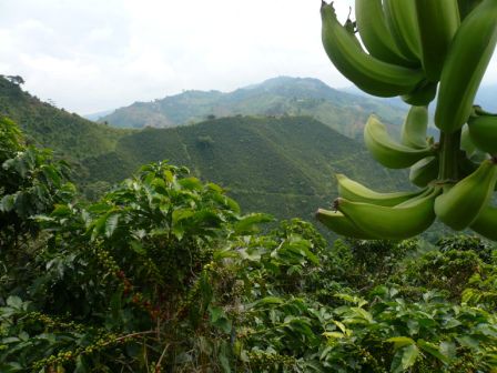 Bananen und Kaffee soweit das Auge reicht