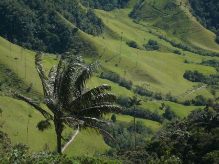 Valle de Cocora