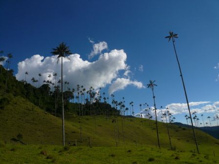 Valle de Cocora mit den typischen Wachspalmen