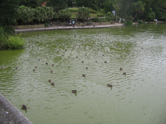 Die Enten warn so agressiv,da macht Enten fuettern kein Spass!