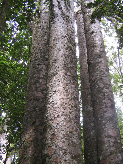 Four Sisters- Kauri Trees