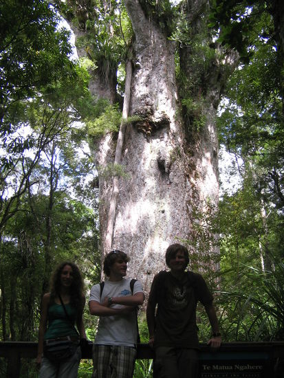 Die Lena,der Maik,der Basti und der riesen Kauri