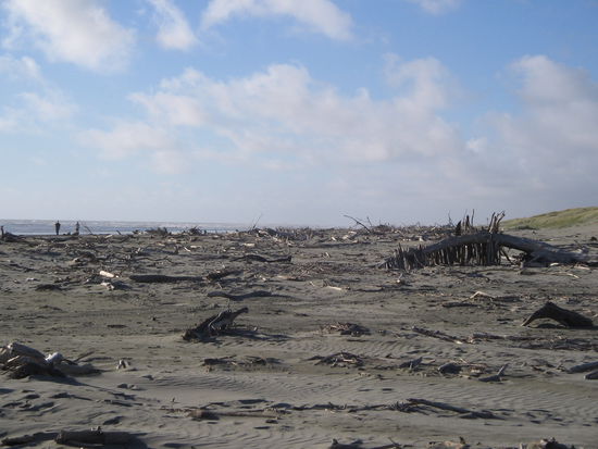 bisschen Treibholz am Waitarere Beach