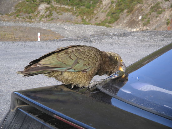 und das ist ein Kea und der hat meinen Sticker vom Auto gefressen...total agressiv die Voegel.