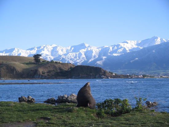 Fettes Vieh in Kaikoura