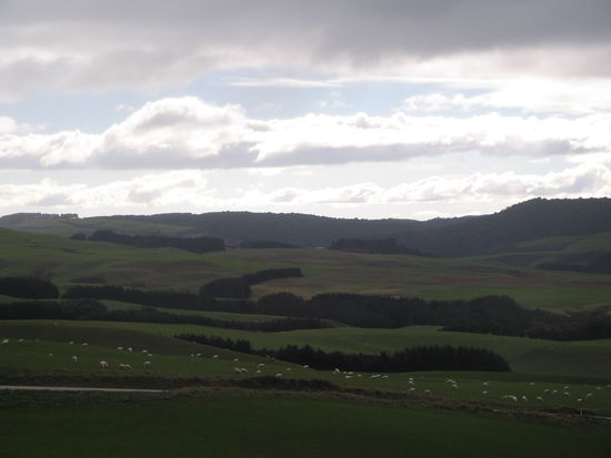 The Catlins...so stellt man sich Neuseeland vor.Gruene Huegel und endloses Weideland mit Tausenden von Schafen