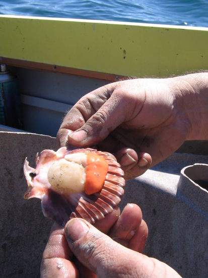 Scallop... die essen das roh,frisch aus dem Wasser.Eine hab ich anstandshalber probiert