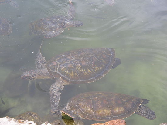 mit denen war ich im Wasser,komische Tiere,aber das dachten die wahrscheinlich von mir auch