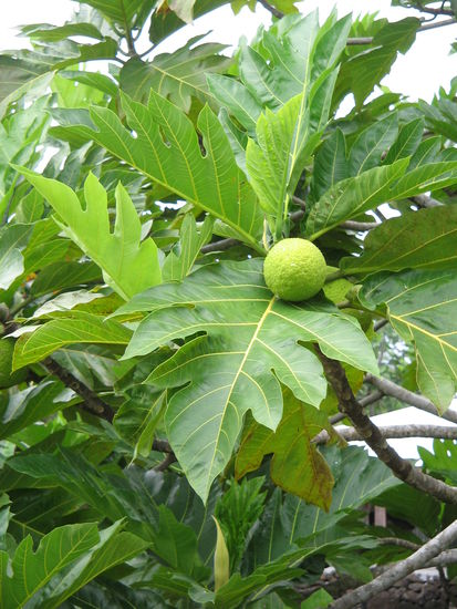 Beadfruit
