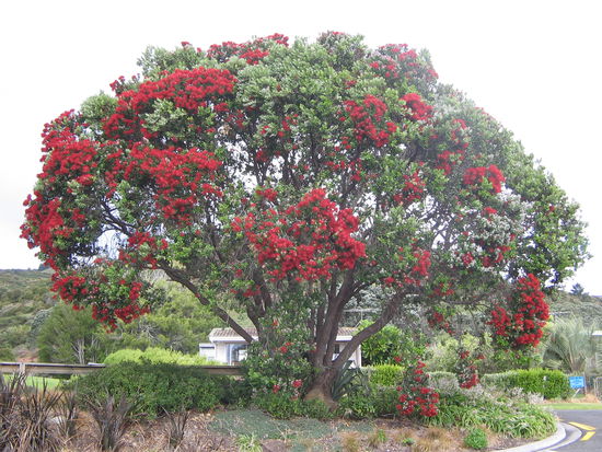 Pohutukawa Baum