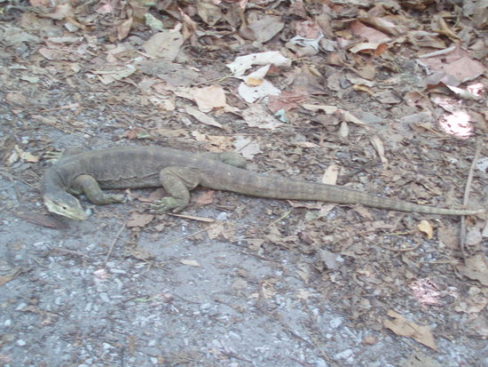 Diese Echse ist ca. einen Meter lang. Sie kroch plötzlich vor mir über den Weg!