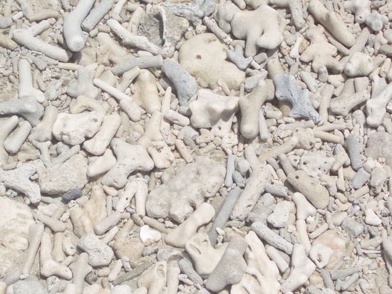 Der Strand ist mit Korallenskeletten übersät