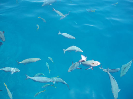 Das Wasser war so ruhig und klar, dass man Schwärme von Fischen beobachten konnte